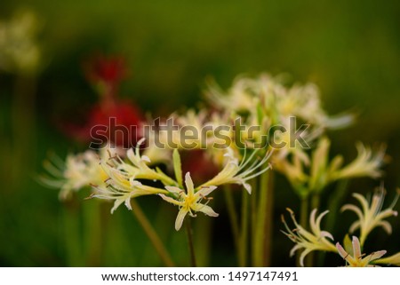A beautiful cluster amaryllis that blooms quietly