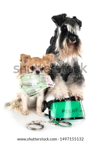 miniature schnauzer and chihuahua in front of white background