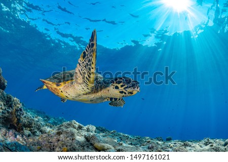 Sun rays burst through the water as hawksbill turtle swims above coral reef Royalty-Free Stock Photo #1497161021