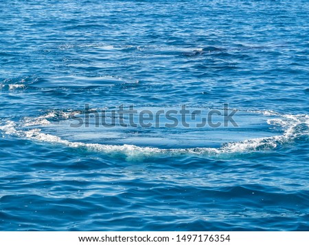Humpback whales foot print in the calm water off Hervey Bay