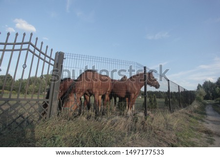 horizontal wide angle photography of a group of brown horses, standing outdoors on a green grass, behind a black metal fence, on a sunny day with blue sky in the background