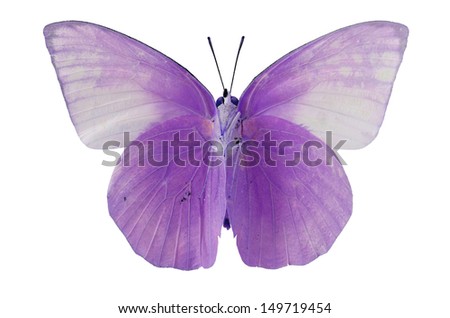 beautiful purple butterfly isolate on white background
