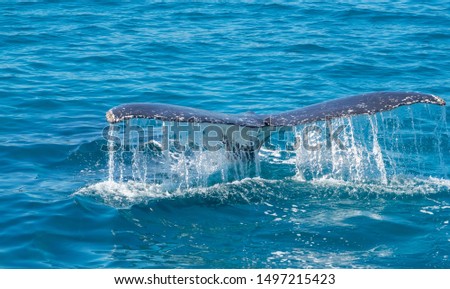 Water flowing of the humpback whales tail 
