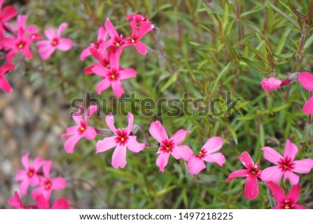 Pink Flowers Lobelia in Sweden