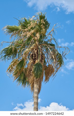 palm tree and blue sky background