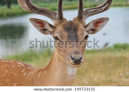 Stag fallow deer in clearing lake behind antlers stock, photo, photograph, image, picture, 