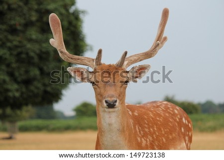fallow deer stag in clearing  stock, photo, photograph, image, picture, 