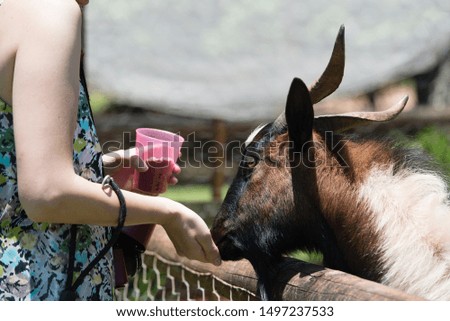 The photo of goat feeding