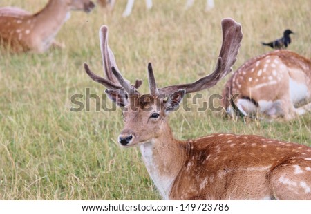 deer- Fallow stag with antlers in clearing Richmond, London England stock, photo, photograph, image, picture, 