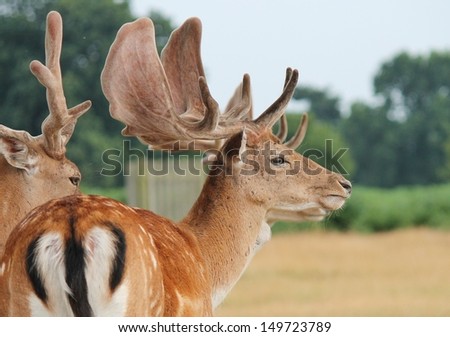 Fallow stag deer in clearing Richmond, London England stock, photo, photograph, image, picture, 