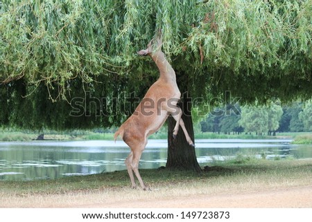 Red deer grazing from tree in Richmond park London England stock, photo, photograph, image, picture, 