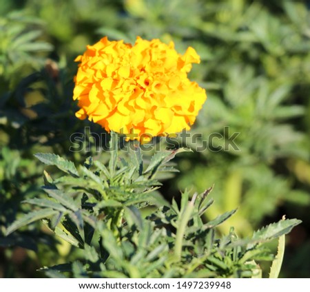 Tagetes Erecta, Mexican marigold or Aztec marigold is a species of the genus Tagetes native to Mexico.
