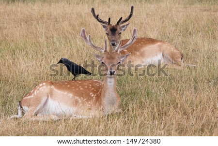 DEER - Fallow stag with bird on him in clearing Richmond park stock, photo, photograph, image, picture, 
