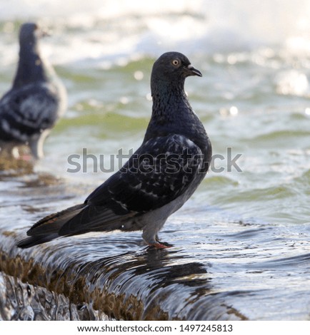 photo of a pigeon drinking water from the pond