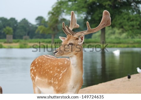 deer Wild Fallow stag by lake in Richmond London stock, photo, photograph, image, picture, 
