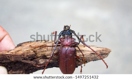 Dorysthenes buqueti (possible). This beetle is belong to family Cerambycidae. As known as Longhorn beetle or ด้วงหนวดยาว(duang-nuad-yai) or แมงแม่ฝน(mang-mae-fon) in Thai. Royalty-Free Stock Photo #1497251432