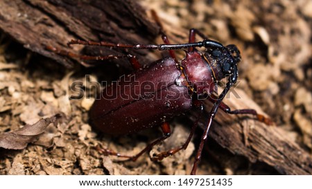 Dorysthenes buqueti (possible). This beetle is belong to family Cerambycidae. As known as Longhorn beetle or ด้วงหนวดยาว(duang-nuad-yai) or แมงแม่ฝน(mang-mae-fon) in Thai. Royalty-Free Stock Photo #1497251435