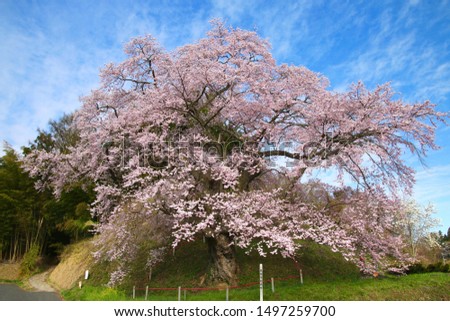 Famous place “Zesaiji jizou zakura” of the cherry tree in Tamura-shi of Fukushima.