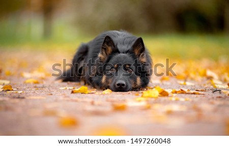 Dog breed Hod dog, Bohemian shepherd, autumn lies on the path, strewn with yellow leaves