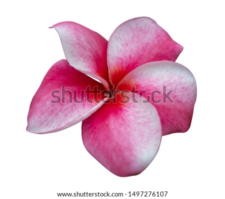 pink frangipani flower on white background