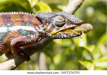 Panther chameleon (Furcifer pardalis) in Madagascar, hunting