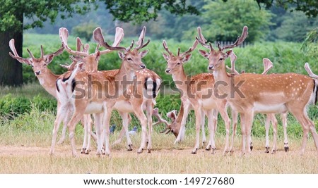 Deer family herd group of fallow deer bucks stag Richmond stock, photo, photograph, image, picture, 