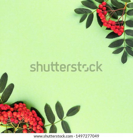 Creative flat lay top view of composition with rowan branches with copy space. Minimal autumn concept for your text or design on green background