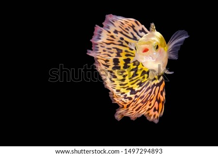 Tiger Guppy With a beautiful yellow tiger pattern Isolated on a black background