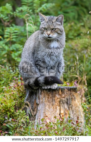 European wild cat sitting on a tree stump in the rain