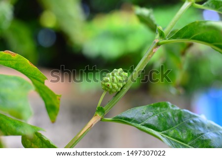 Green Noni or Morinda Citrifolia Fruits on Tree (Noni, Great morinda, Beach mulberry)