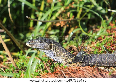 Nile monitor lizard (Varanus niloticus) in Moremi, Okavango Delta, Botswana. This large lizard is found throughout much of Africa and is also known as water leguaan in South Africa.