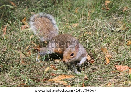 Grey squirrel with bushy tail on grass stock, photo, photograph, image, picture, 