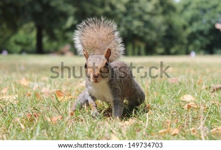 Grey squirrel with bushy tail on grass or gray