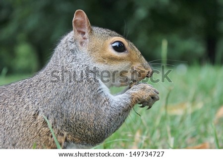 Grey squirrel or Gray eating on grass stock, photo, photograph, image, picture, 