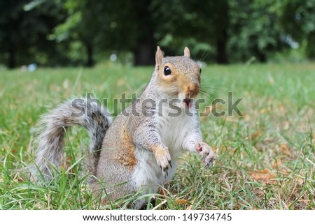 grey squirrel or Eastern gray squirrel screaming is tree squirrel in genus Sciurus. native to eastern North America, introduced to Europe . Sciurus carolinensis, stock, photo, photograph, image,