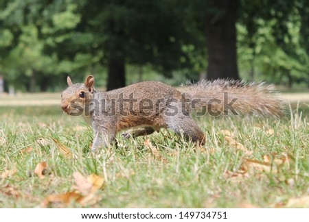 Grey squirrel eastern gray squirrel depending on region, with bushy tail on grass Sciurus carolinensis, stock, photo, photograph, image, picture, 