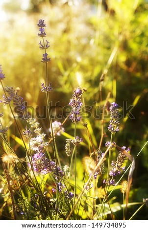 Lavender. Lavender field at Sunset. Close up image. Soft Focus 