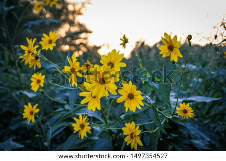 Nice yellow flowers in a field at sunset
