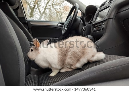 White gray rabbit in the car. Rides on the passenger seat