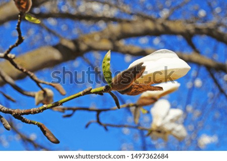 Magnolia buds and flowers with white petals on a tree branch against a blue sky                              