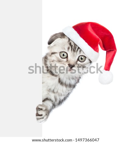 Tabby kitten in red christmas hat peeking behind empty white banner and looking at camera. Empty space for text. isolated on white background