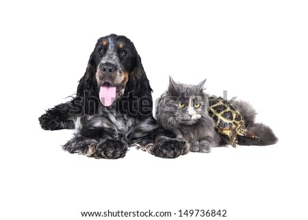 dog cat and turtle