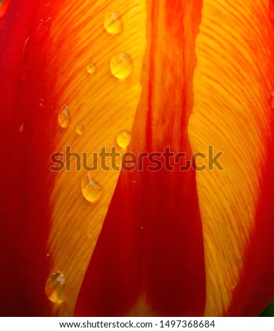 orange tulip and water drops