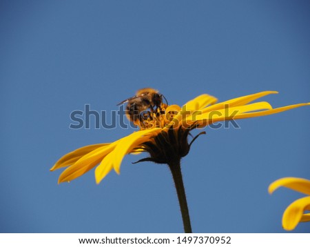 Bumblebee sitting on a bright yellow flower background clear sky close-up. Colorful picture for decoration.