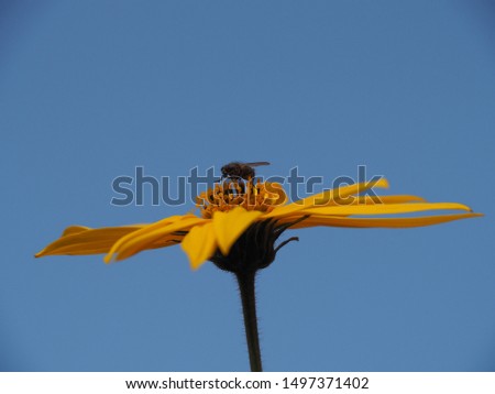 Insect fly sitting on a bright yellow flower background clear sky close-up. Colorful picture for decoration.