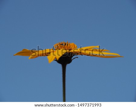 Bright yellow flower background of clear blue sky close-up. Colorful picture for decoration.