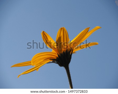 Bright yellow flower against a clear blue sky close-up. Colorful picture for decoration.