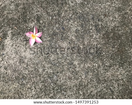 Pink white flower on concrete floor background