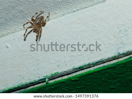 A spider sits in the corner of the veranda ceiling.