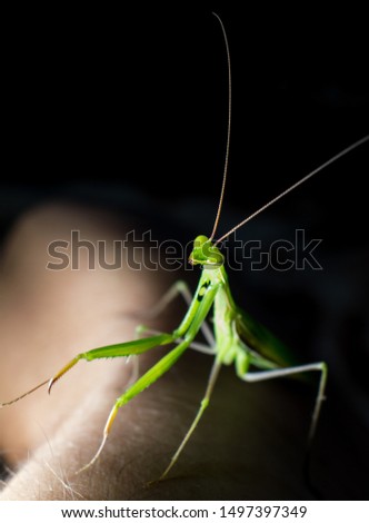 Mantids- Mantis- a beautiful and interesting insect that looks like an alien
